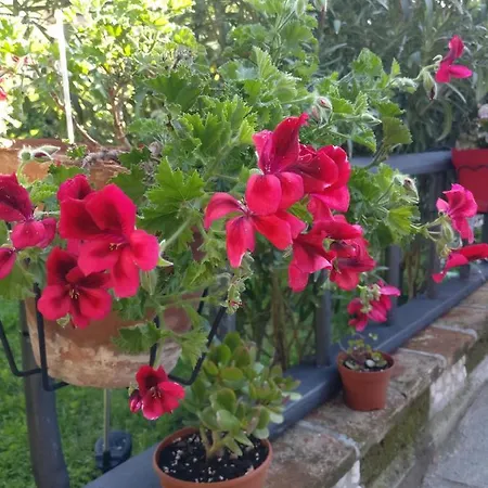 فندق مبيت وإفطار Caicai سالوزو